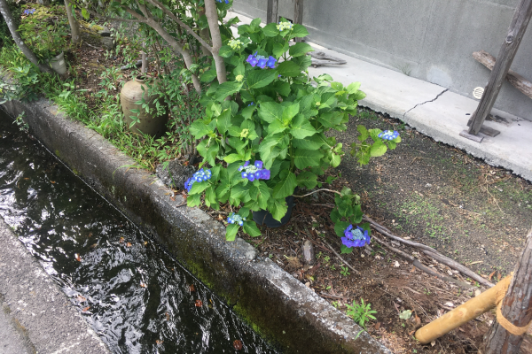 住宅地の排水路